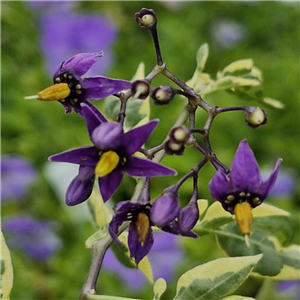 Solanum Dulcamara 'Variegata'